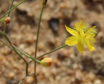 Image of Bulbine flexuosa Schltr.