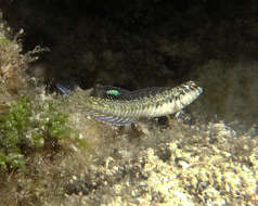 Image of Germain&#39;s blenny