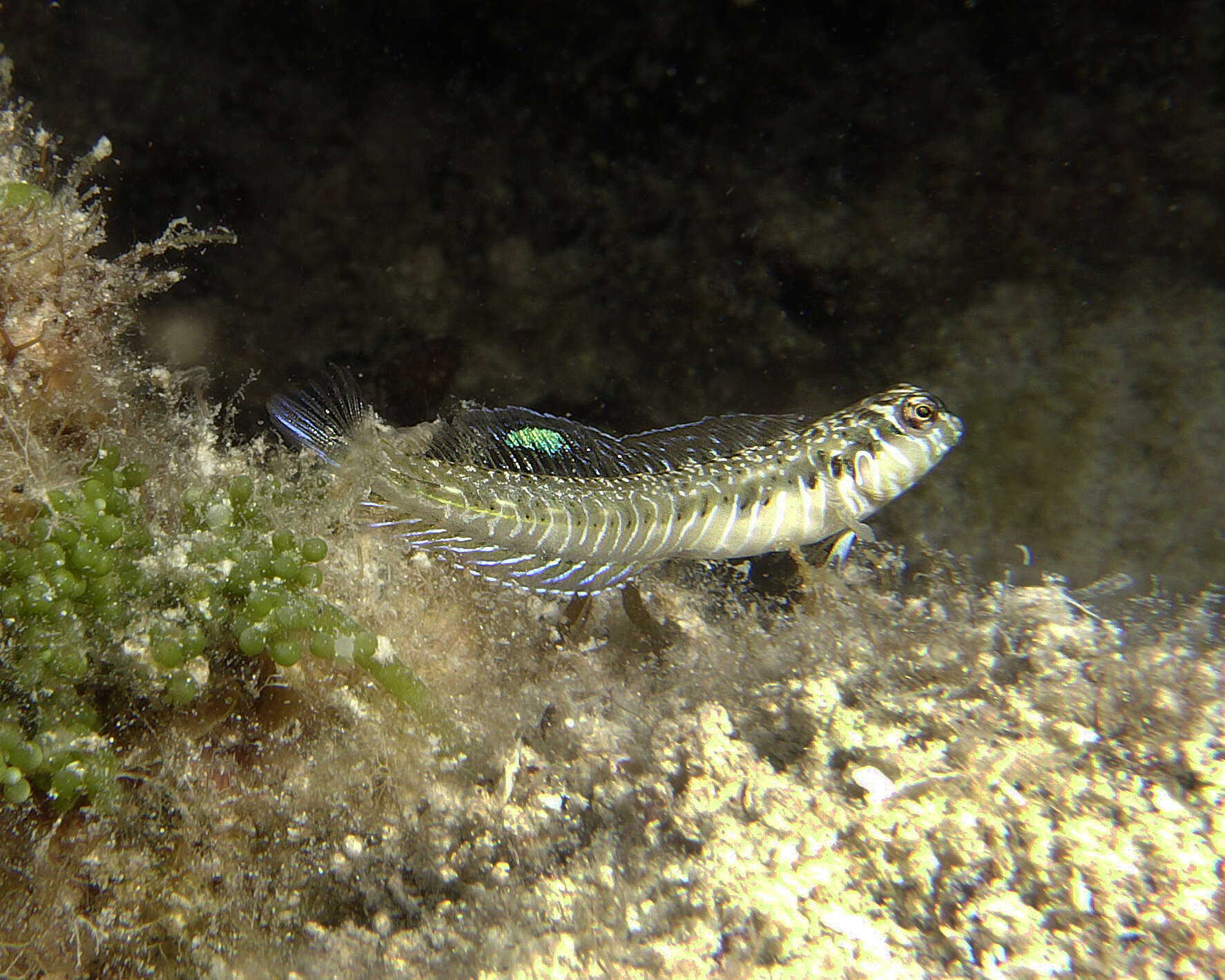 Image of Germain&#39;s blenny