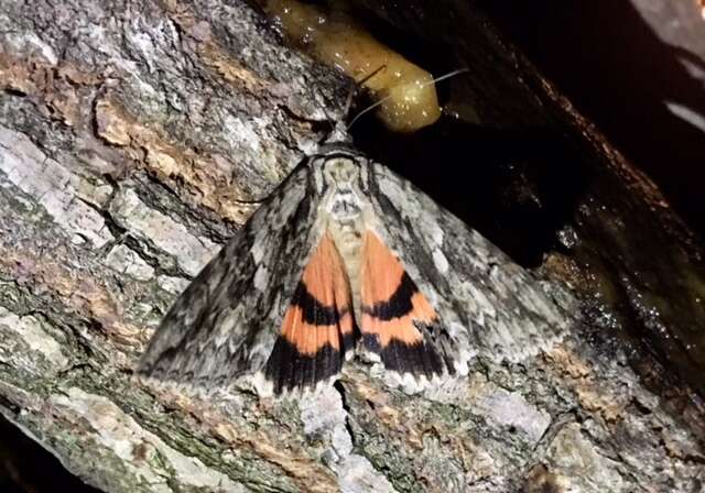 Image of Mother Underwing