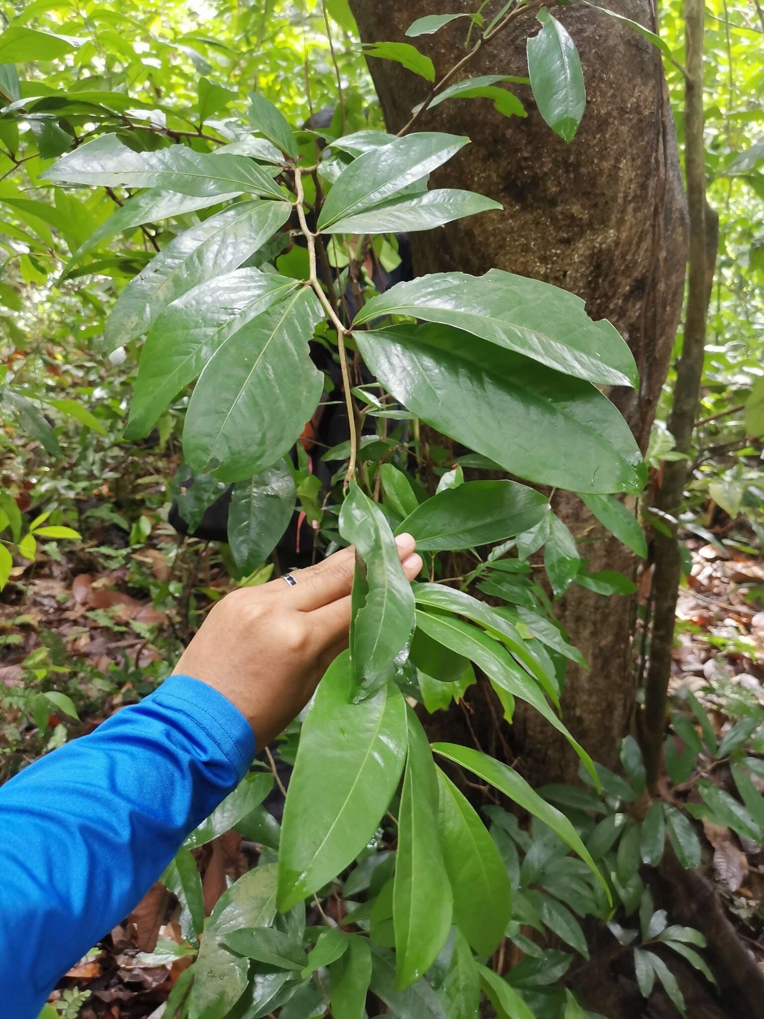 Imagem de Cynometra cauliflora L.