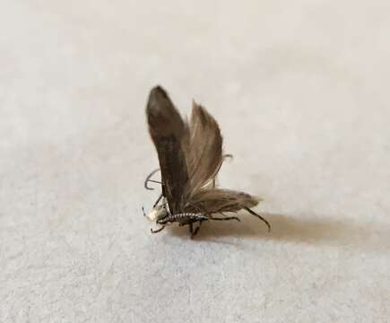 Image of Orange Spruce Needleminer Moth