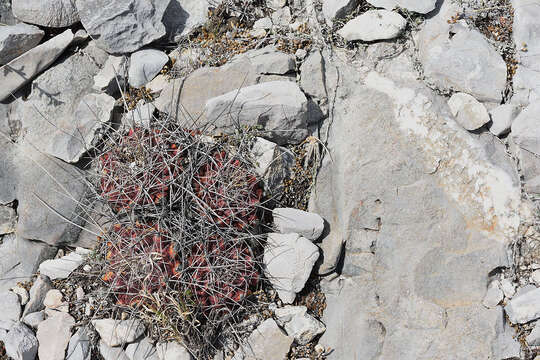 Image of Thelocactus buekii (Klein bis) Britton & Rose