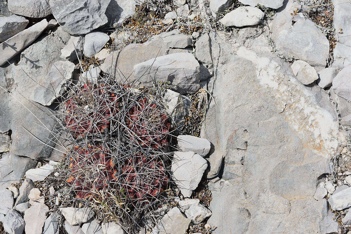 Image of Thelocactus buekii (Klein bis) Britton & Rose