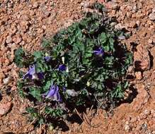 Image of Rocky Mountain blue columbine