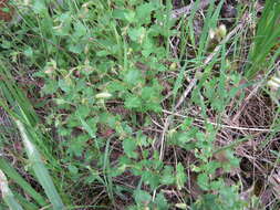 Image of Gonocarpus mezianus (Schindl.) Orchard