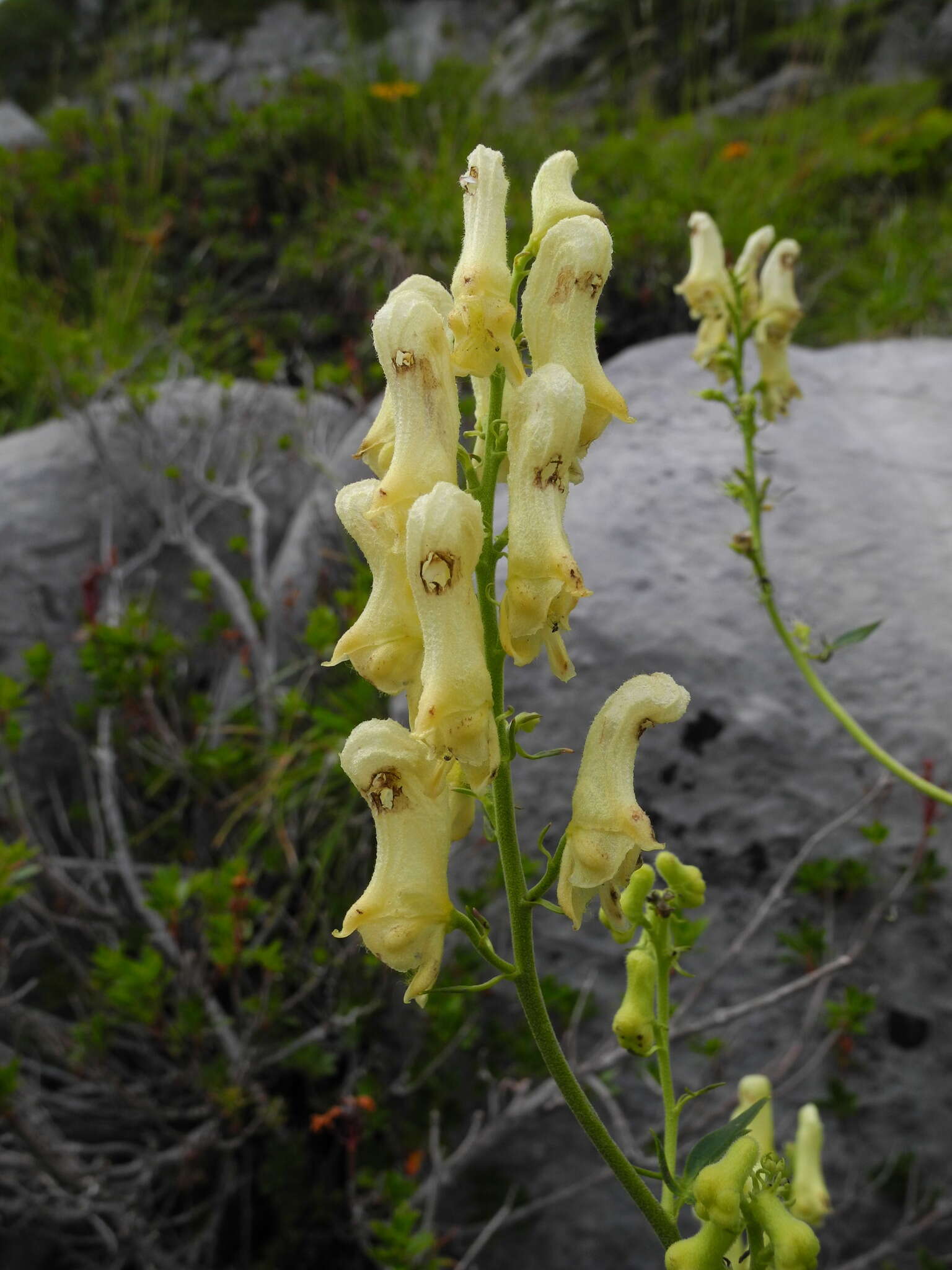 Imagem de Aconitum lycoctonum subsp. neapolitanum (Ten.) Nyman