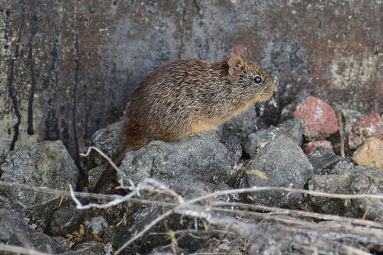 Image of tawny-bellied cotton rat