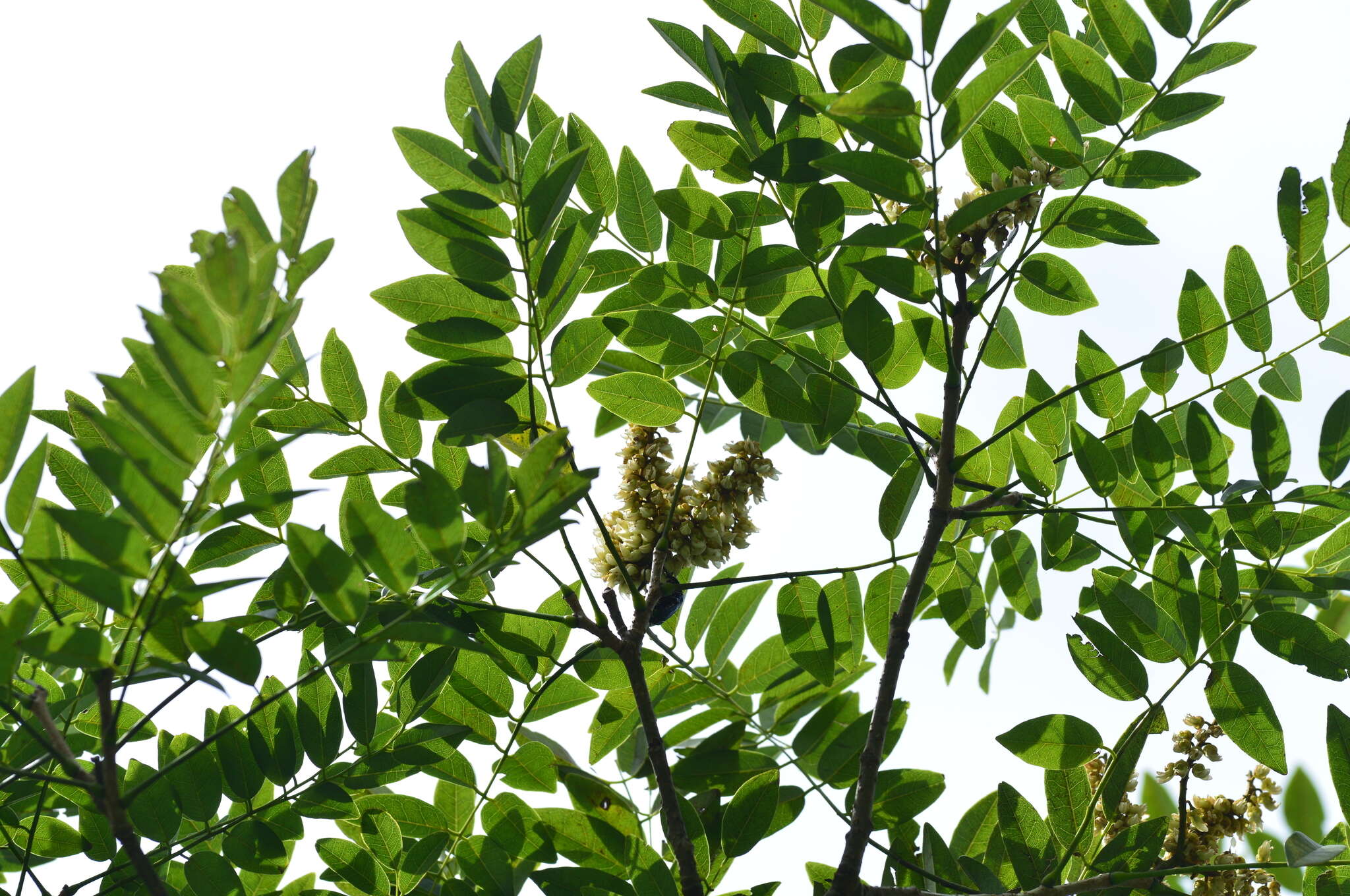 Maackia taiwanensis H. Hoshi & H. Ohashi的圖片