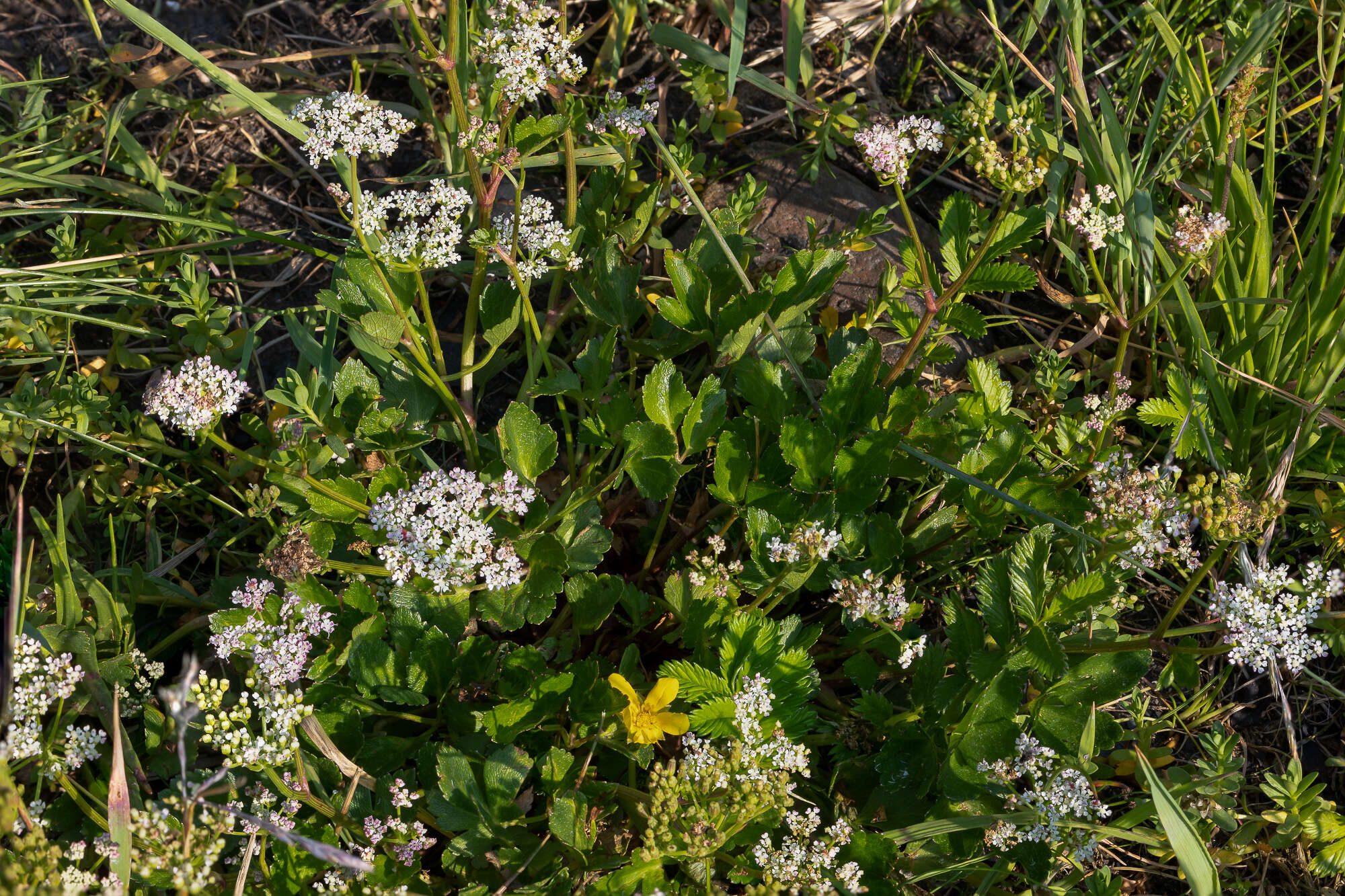 Image of Hulten's licorice-root