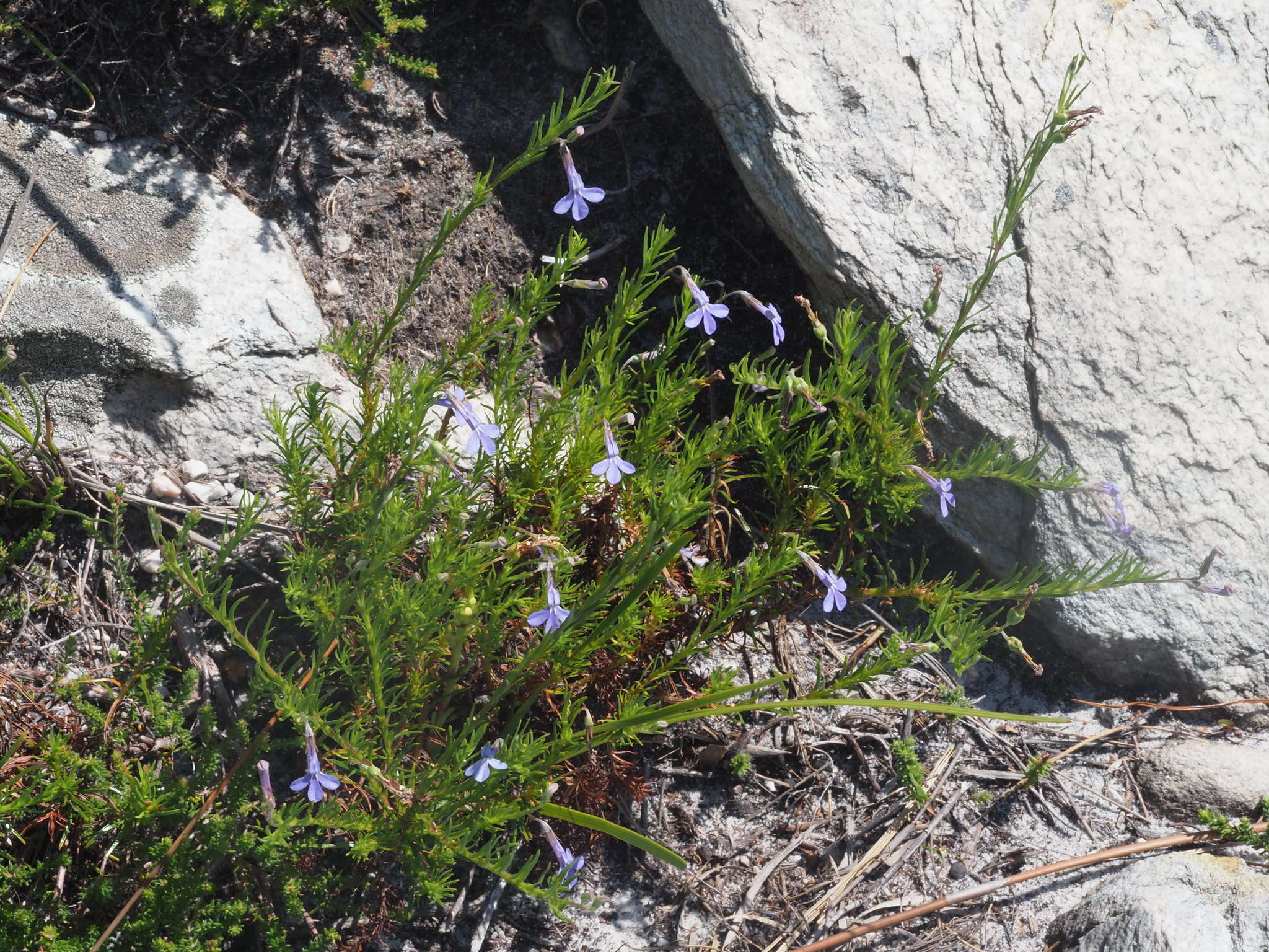 Image of Pine-leaf Lobelia