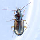 Image of Bembidion (Peryphus) rupicola (Kirby 1837)