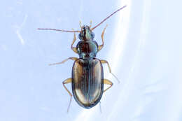 Image of Bembidion (Peryphus) rupicola (Kirby 1837)