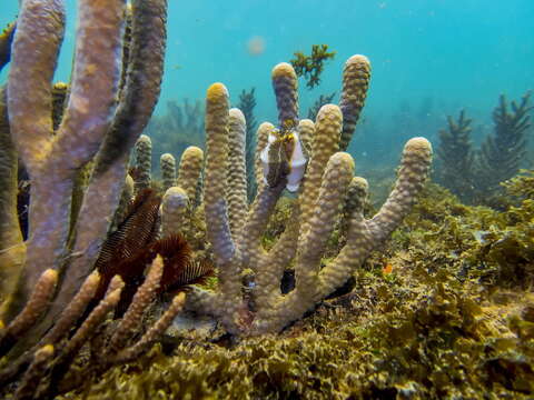 Image of Fingerprint cowry