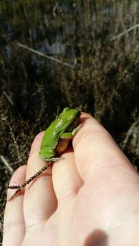 Image of Lemon-yellow tree frog