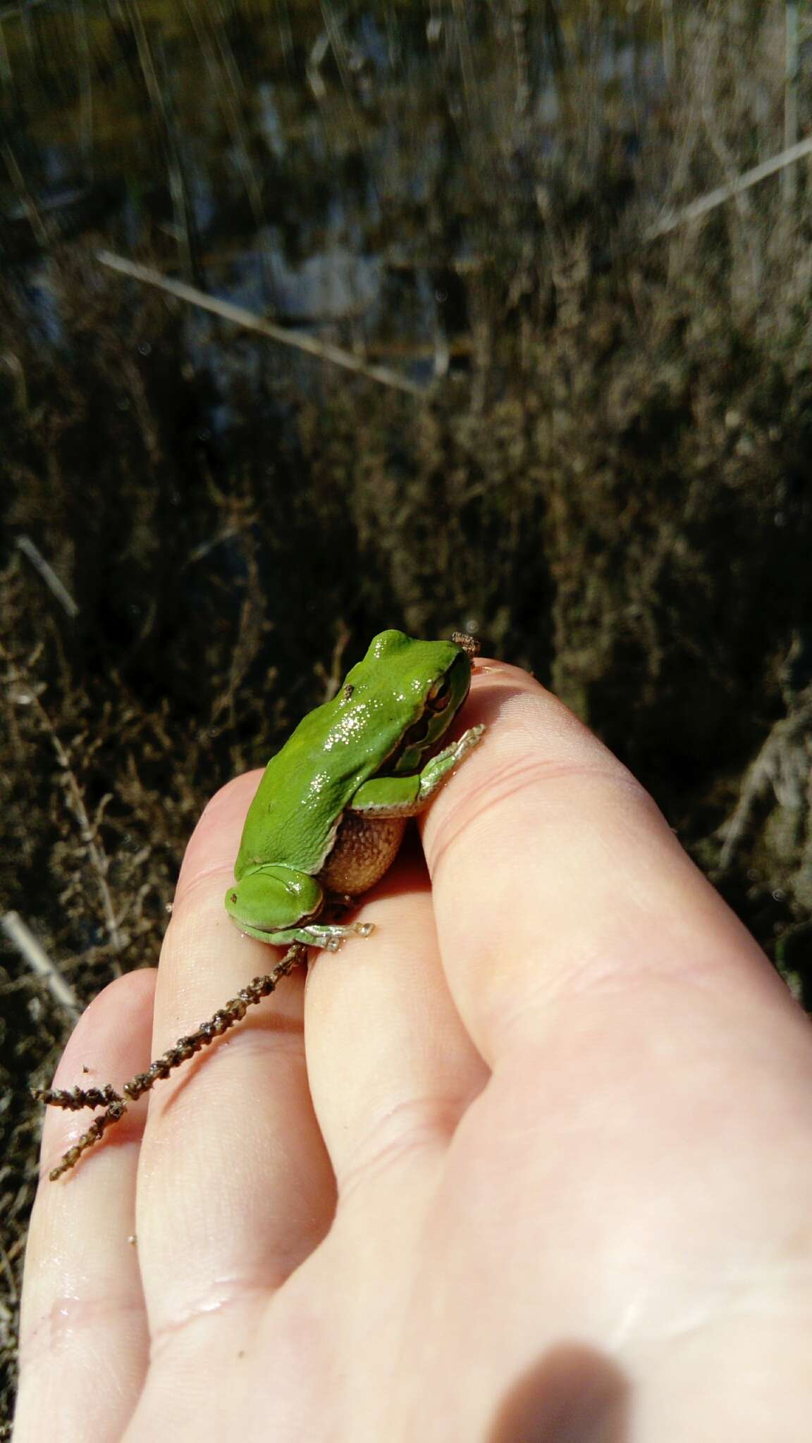 Image of Lemon-yellow tree frog