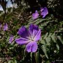 Слика од Geranium schiedeanum Schltdl.