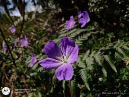 Image of Geranium schiedeanum Schltdl.