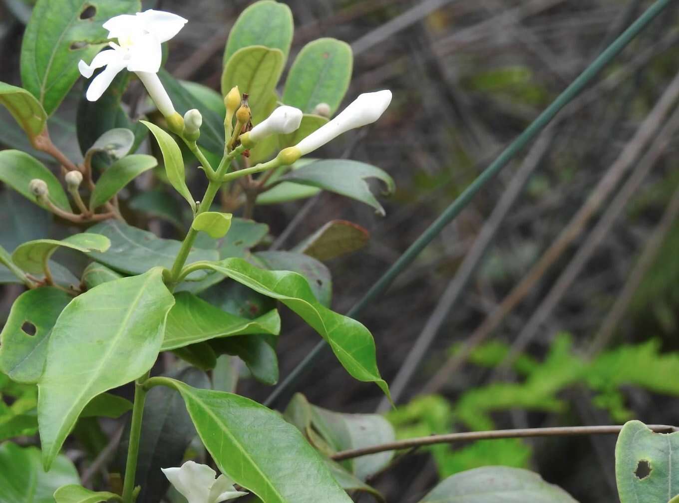 Image of Melodinus suaveolens (Hance) Champion ex Benth.