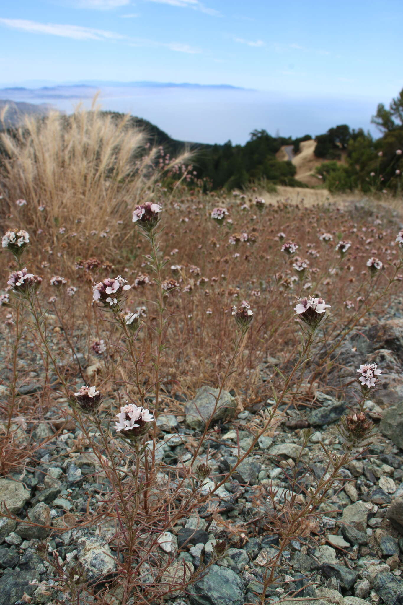 Image of sticky western rosinweed