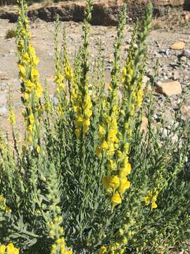 Plancia ëd Linaria ventricosa Cosson & Bal.