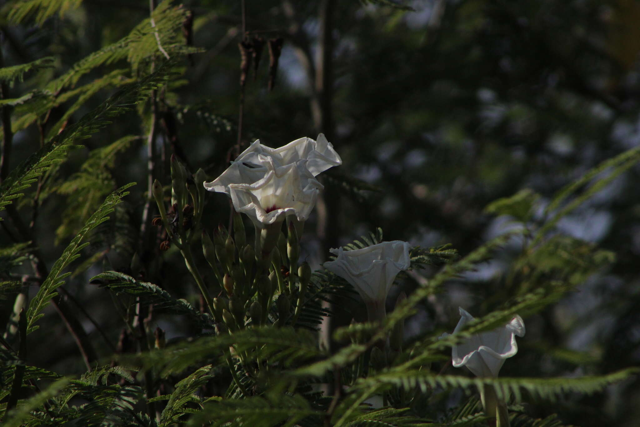 Image of Ipomoea populina House