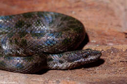 Tropidophis haetianus (Cope 1879)的圖片