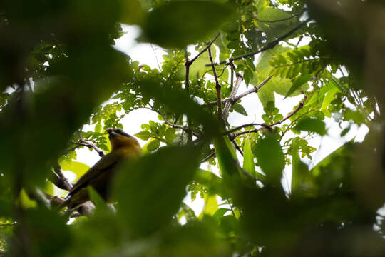 Image of Black-capped Hemispingus