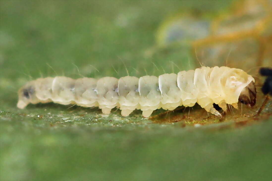 Image of Callisto denticulella (Thunberg 1794)