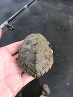 Image of Cagle's Map Turtle