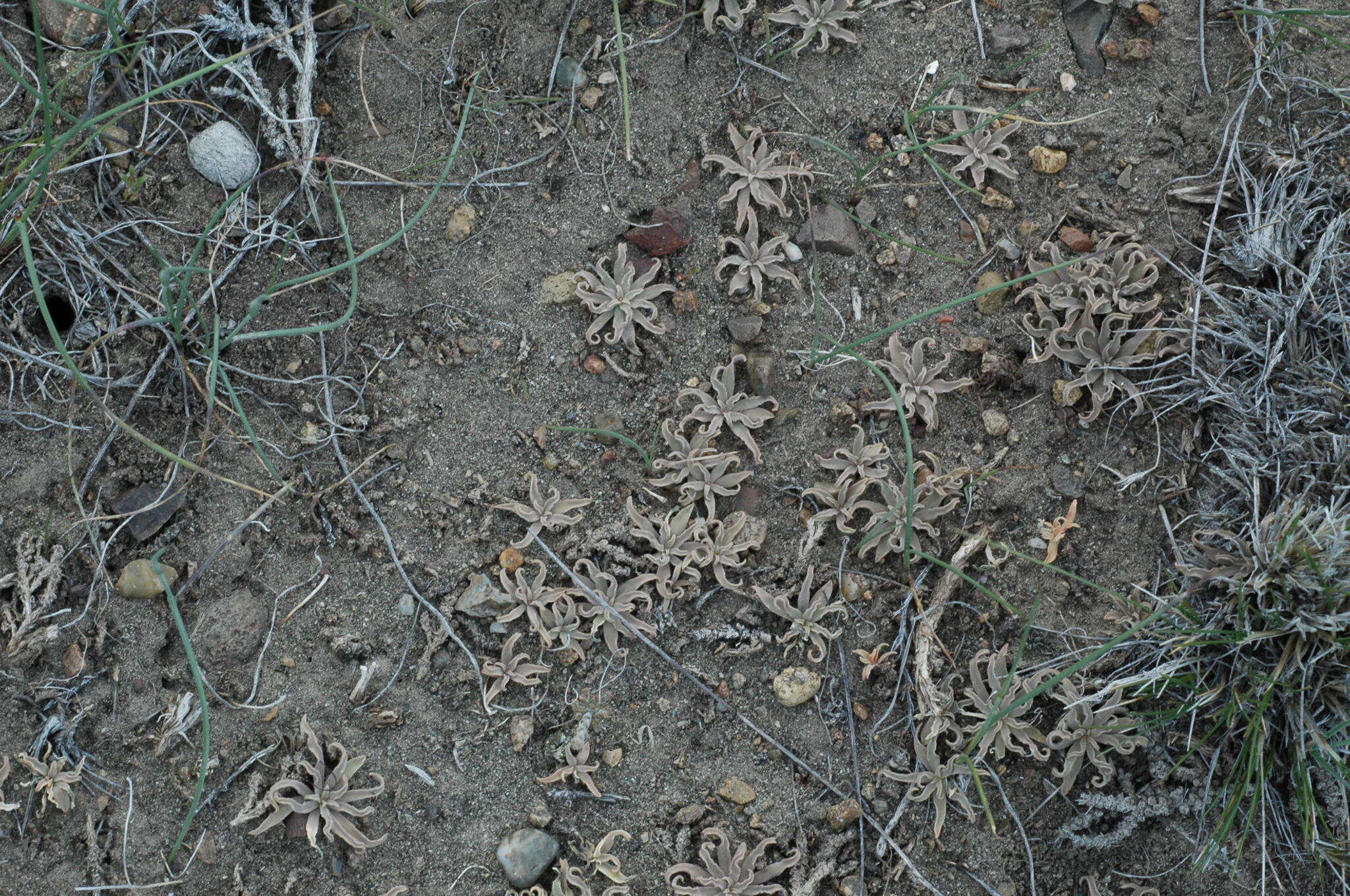 Image of Alstroemeria patagonica Phil.