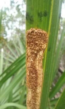 Image of Palm Leaf Skeletonizer