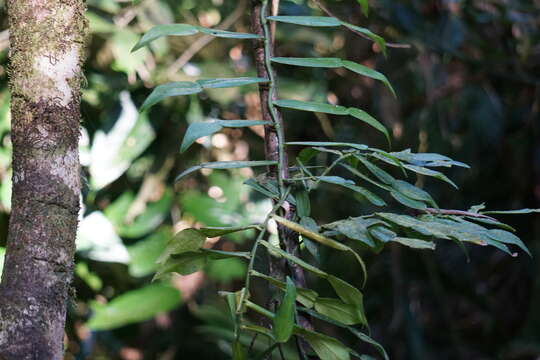 Image of Pothos longipes Schott