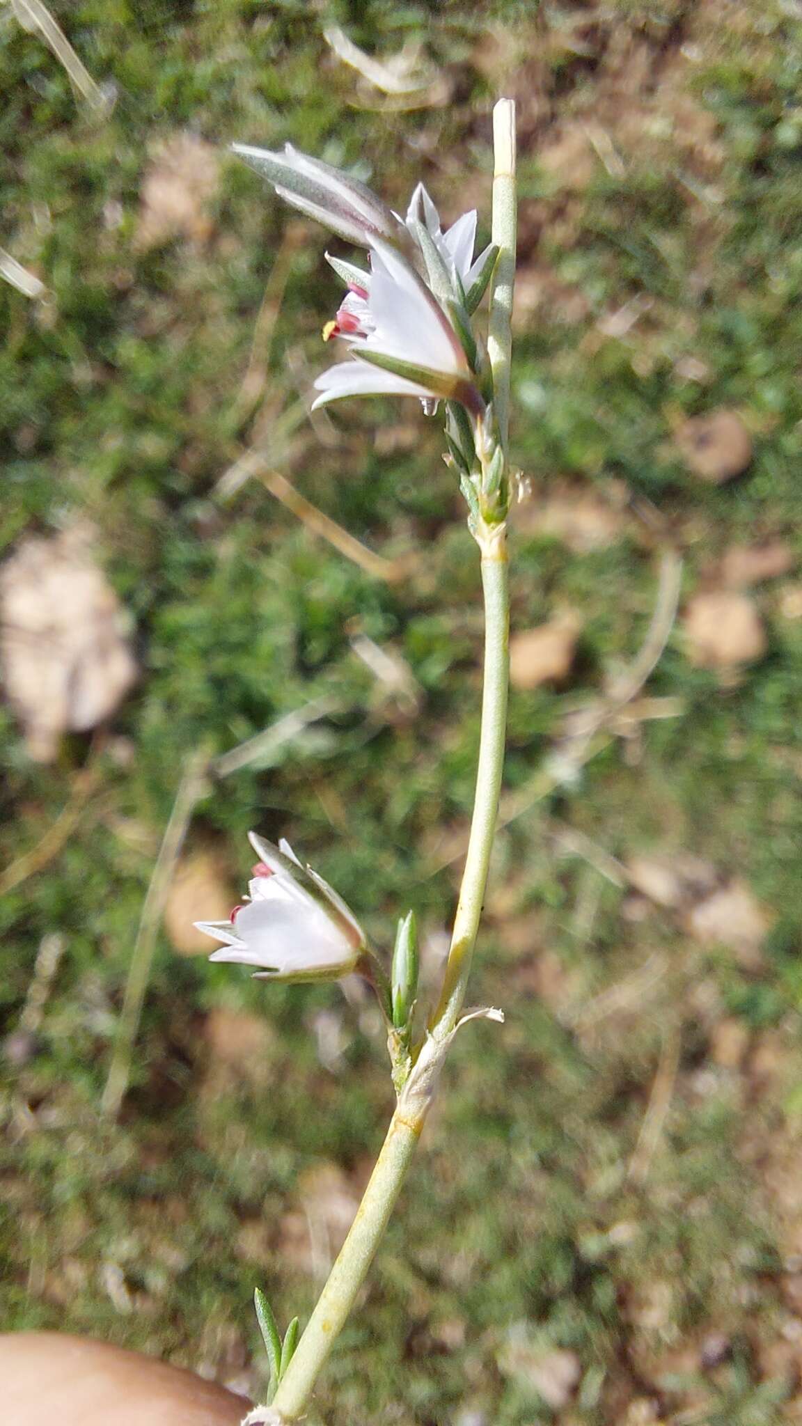 Image de Bufonia duvaljouvei subsp. duvaljouvei
