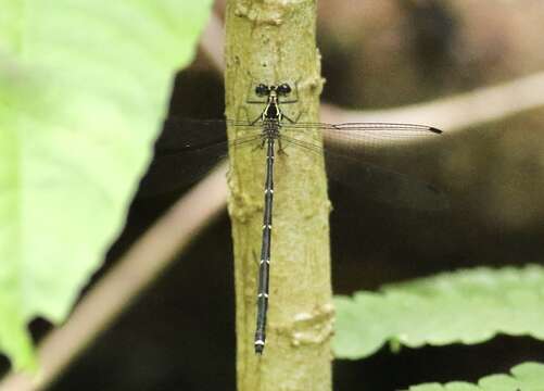 Image of Hypolestes hatuey Torres-Cambas 2015