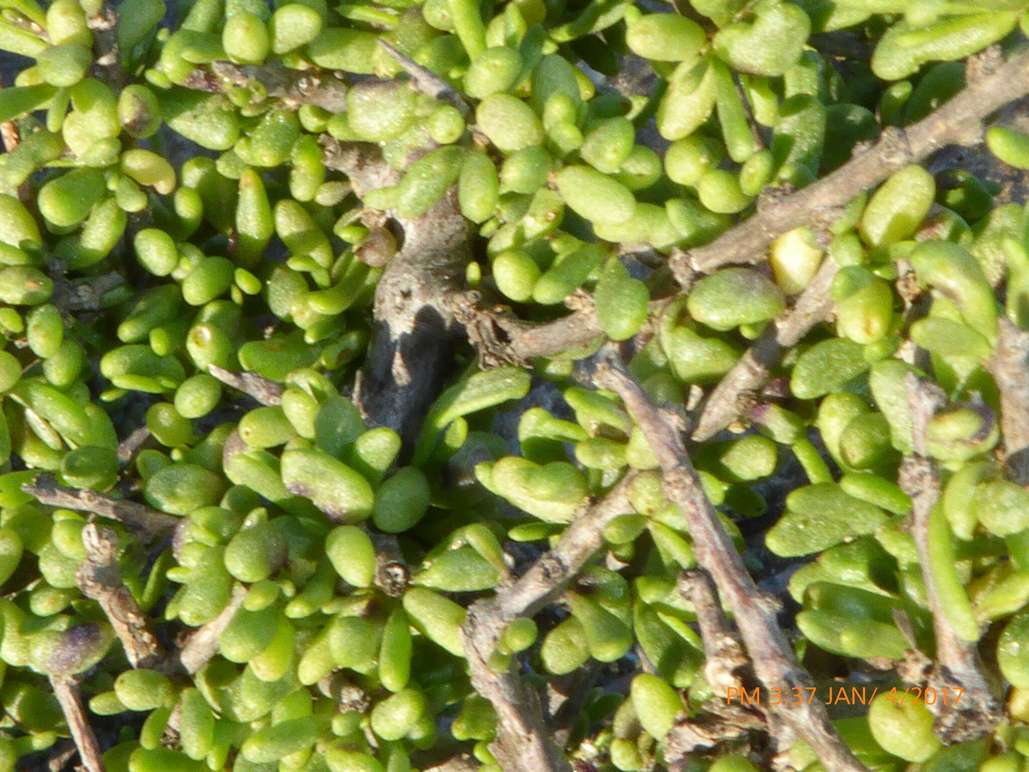 Image of California desert-thorn