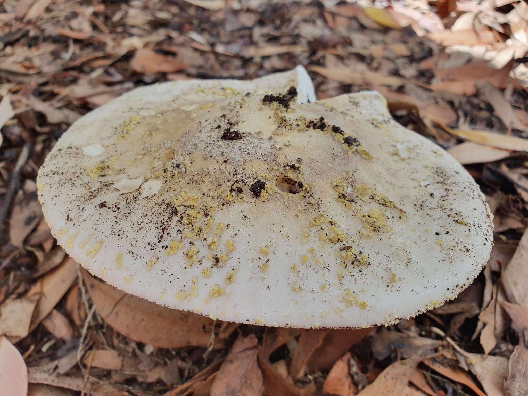 Image de Amanita luteolovelata D. A. Reid 1978