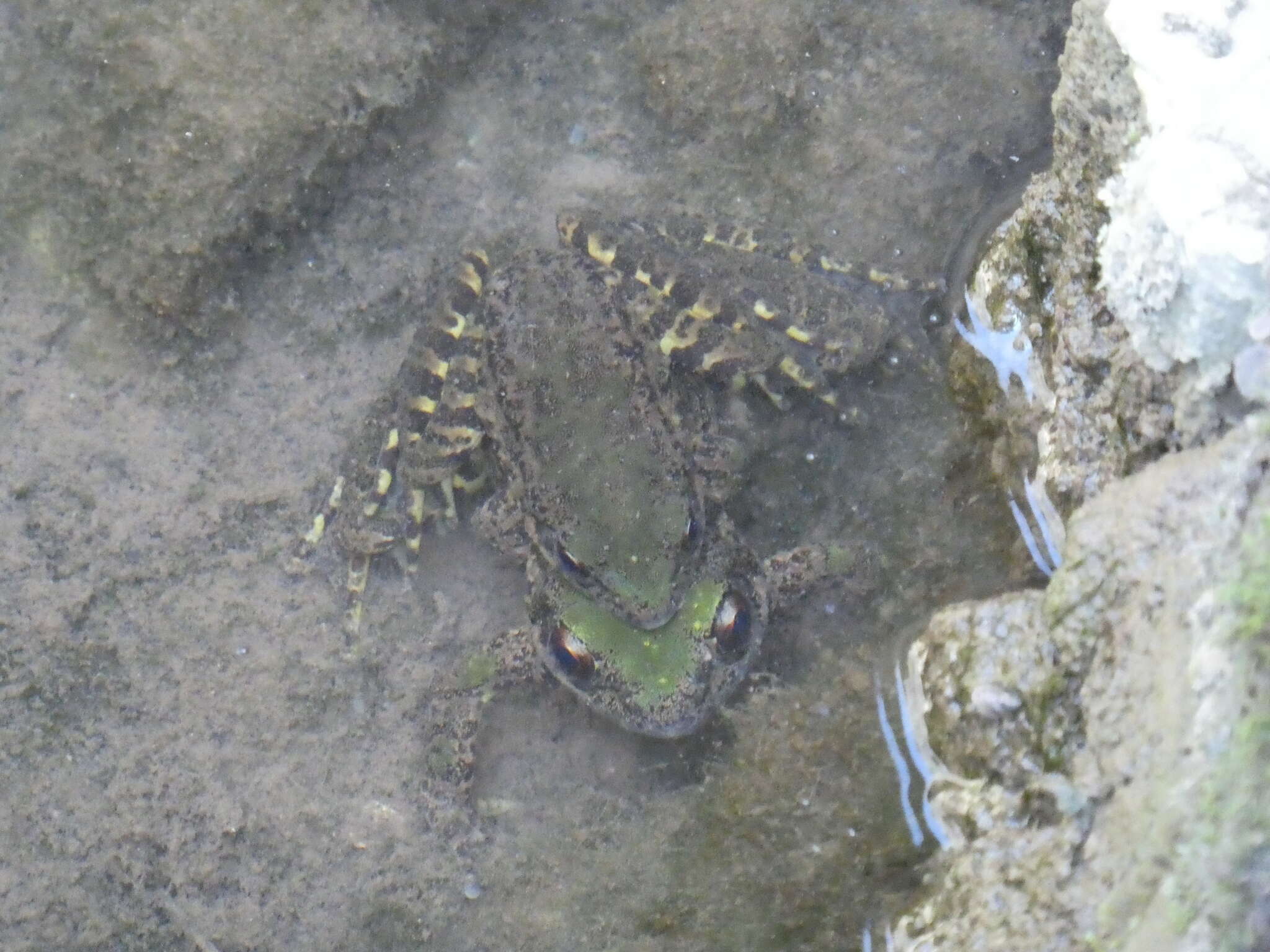 Image of Diskless-fingered Odorous Frog
