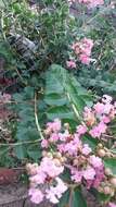 Image of Crape myrtle