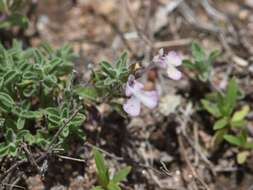 Imagem de Salvia axillaris Moc. & Sessé ex Benth.