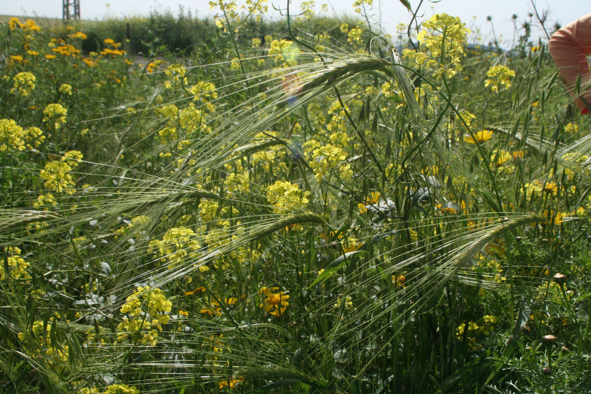 Image of spontaneous barley