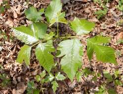 Image of eastern poison ivy