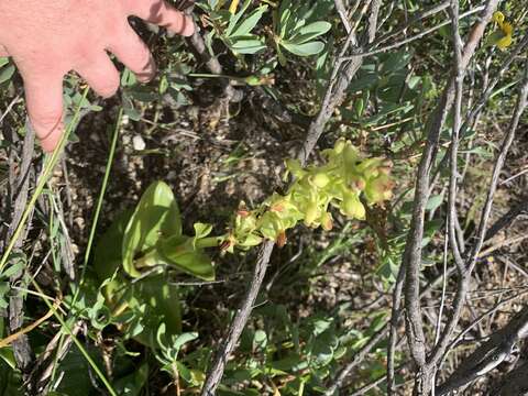 Image of Satyrium odorum Sond.