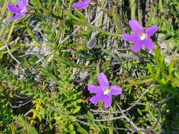 Слика од Scaevola ramosissima (Smith) K. Krause