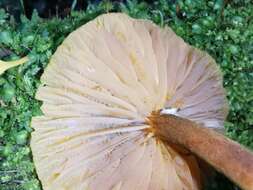 Image of Heimiomyces velutipes (G. Stev.) J. A. Cooper 2014