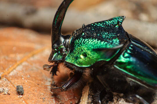 Слика од Phanaeus (Phanaeus) borealis Olsoufieff 1924