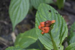 Gasteranthus corallinus (Fritsch) Wiehler的圖片