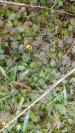 صورة Gunnera dentata T. Kirk