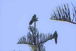 Image of Norfolk Parakeet