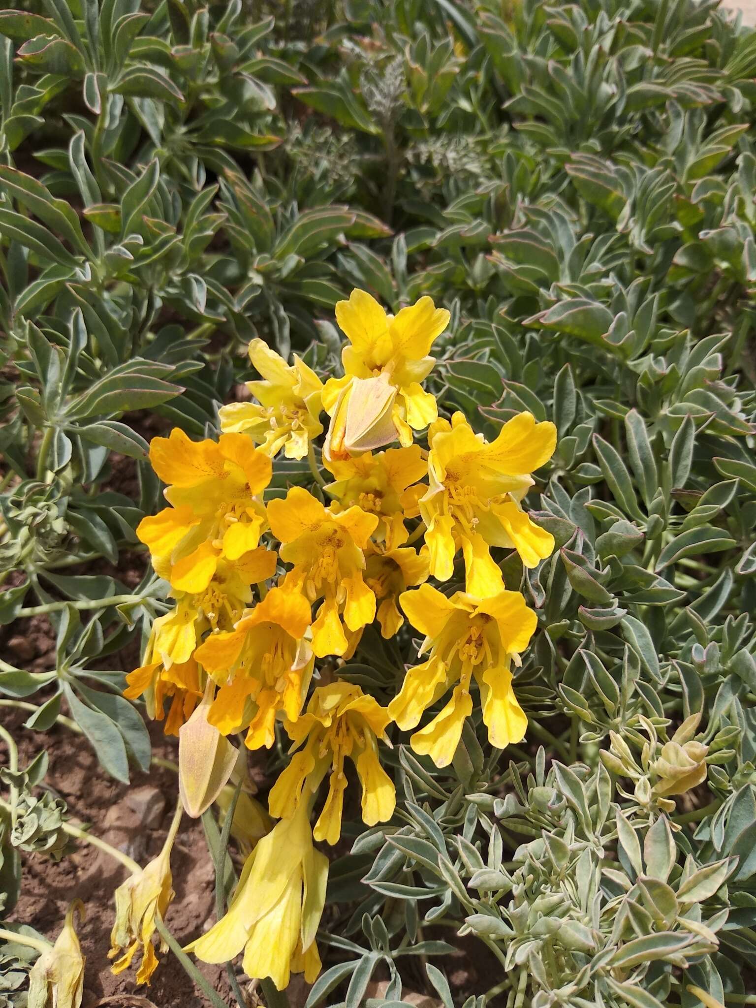 Image of Tropaeolum polyphyllum Cav.